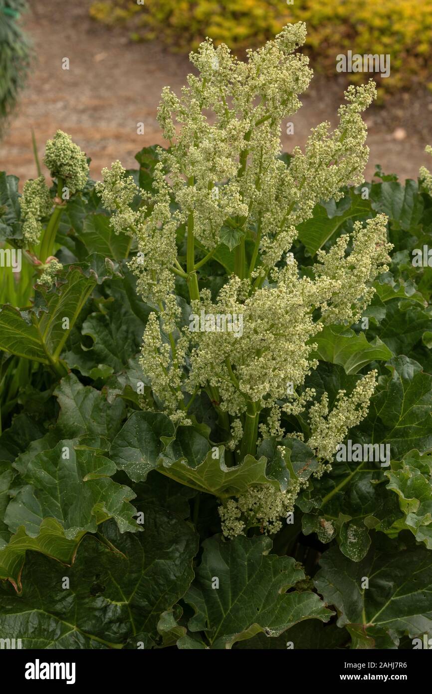 Una specie di rabarbaro, Rheum rhabarbarum; uno dei genitori di coltivare il rabarbaro. In coltivazione, dalla Cina. Foto Stock