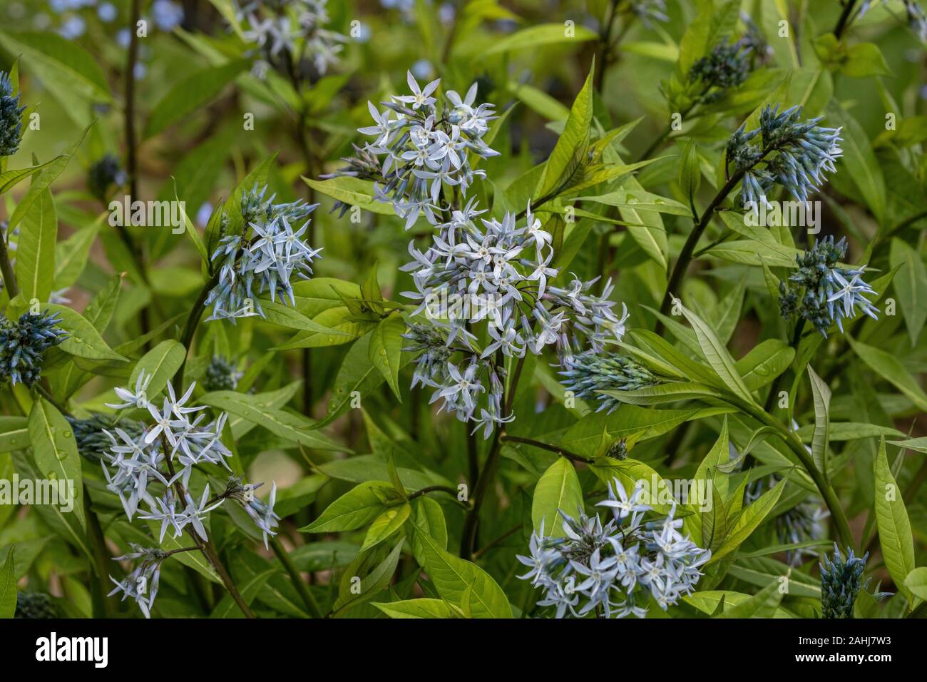 Bluestar orientale, Amsonia orientalis, in coltura. Dalla Grecia e dalla Turchia. Foto Stock