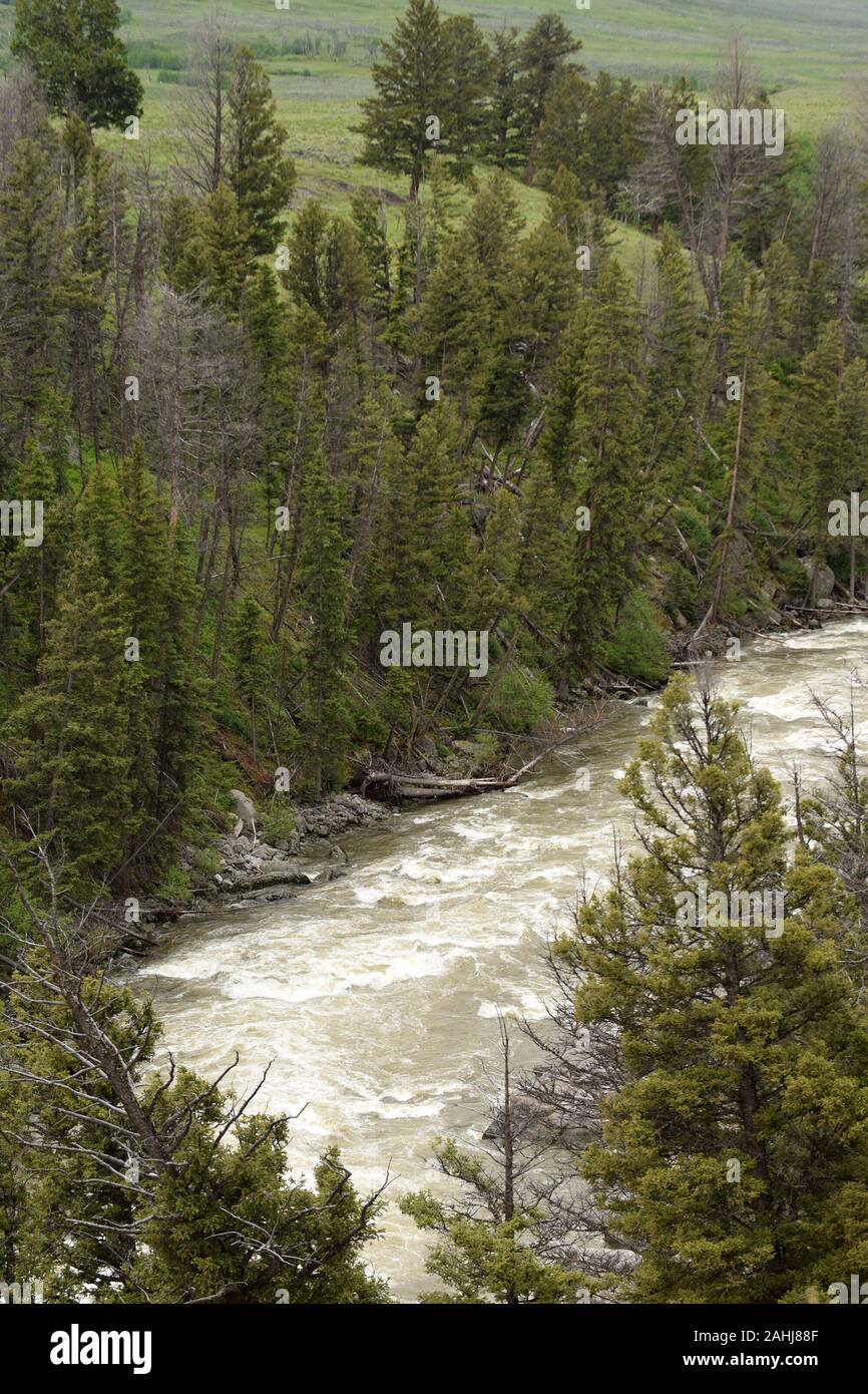 Rapida esecuzione di fiume di montagna in Wyoming, STATI UNITI D'AMERICA Foto Stock