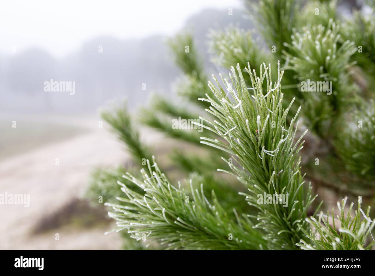 Congelati a freddo di piante in inverno Foto Stock