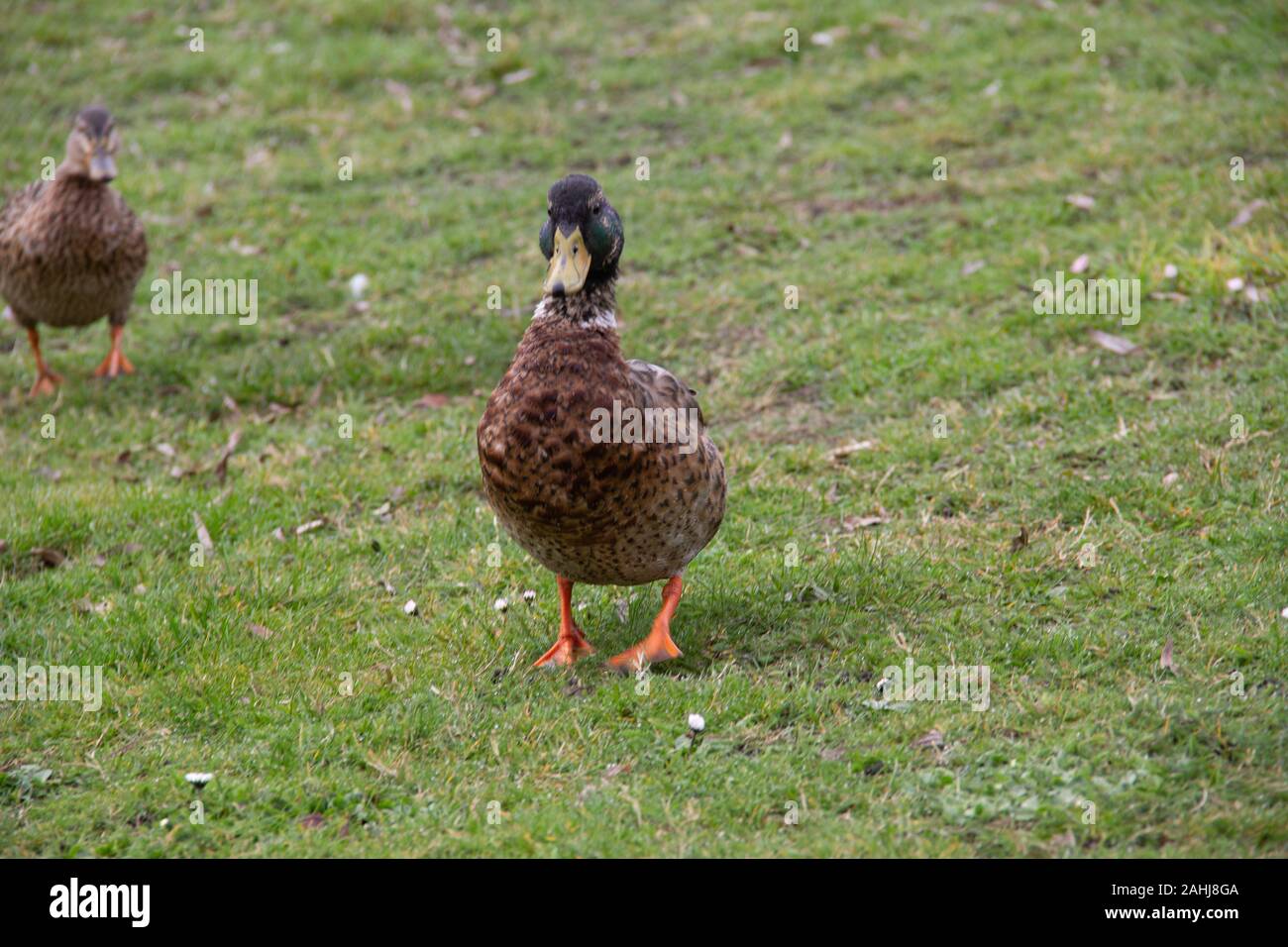 Una femmina di Mallard duck è guardare con sospetto al fotografo Foto Stock