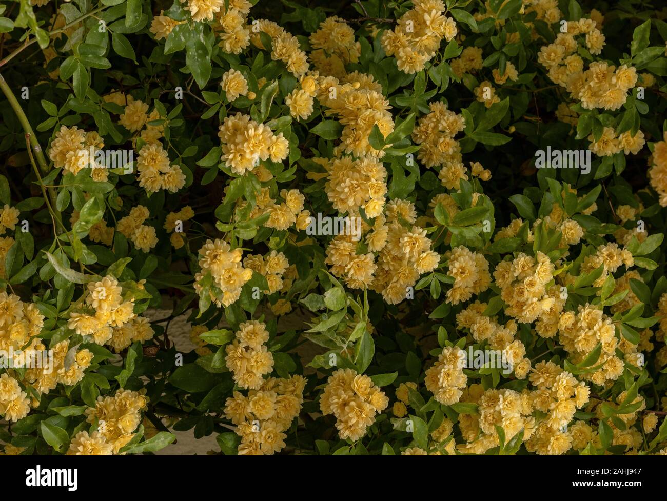 Signora giallo banche" rosa, rosa banksiae 'Lutea', piantato contro un muro di casa. Foto Stock