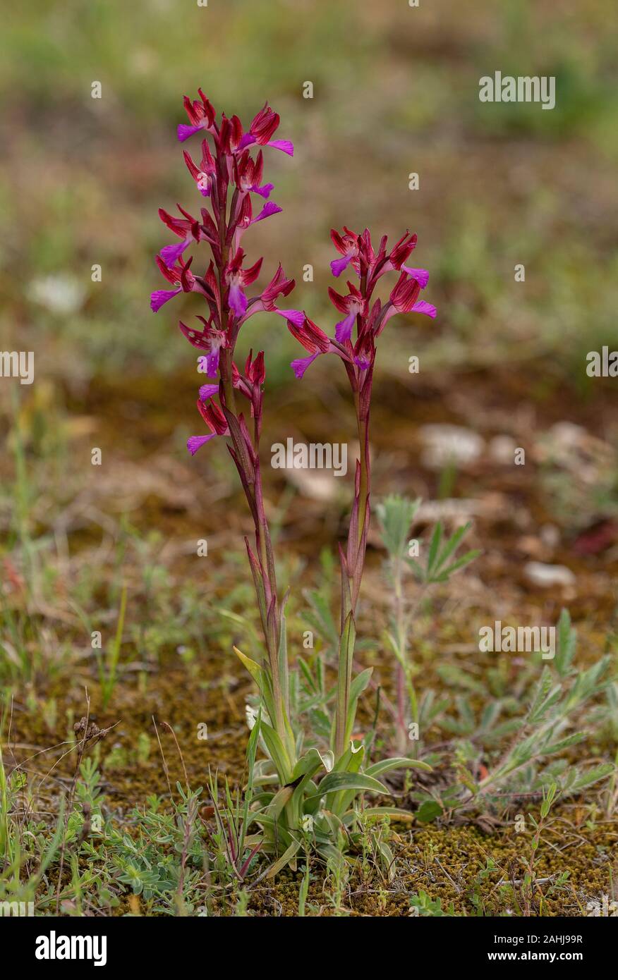 Pink Butterfly orchid, Anacamptis papilionacea, in fiore in Istria, Croazia. Foto Stock