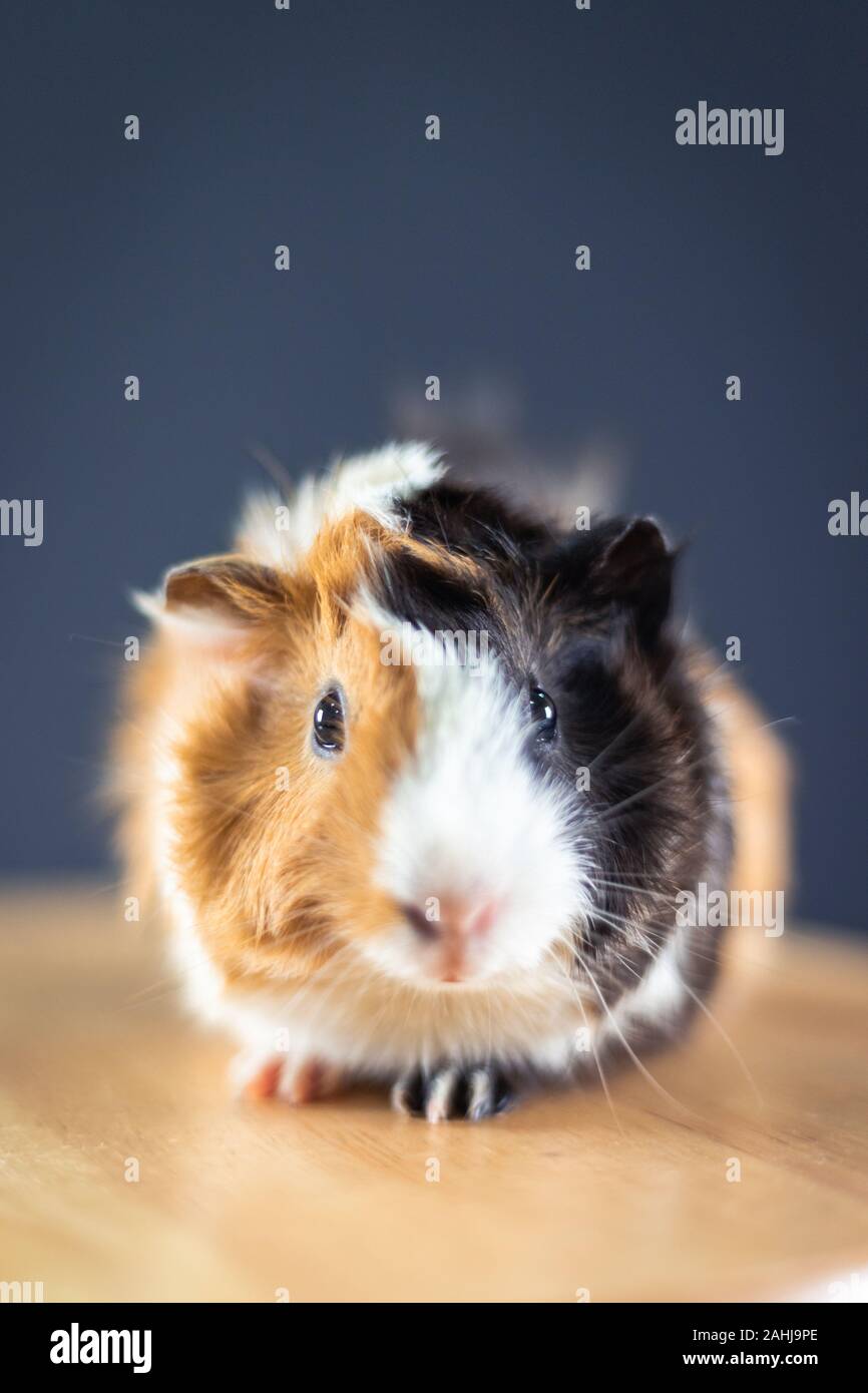 La cavia con 3 colori mix - di fronte alla telecamera e sedetevi su una sedia in studio Foto Stock