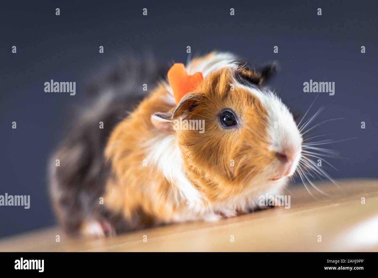 La cavia con 3 colori mix - seduto su una sedia con la carota sul suo capo in studio Foto Stock