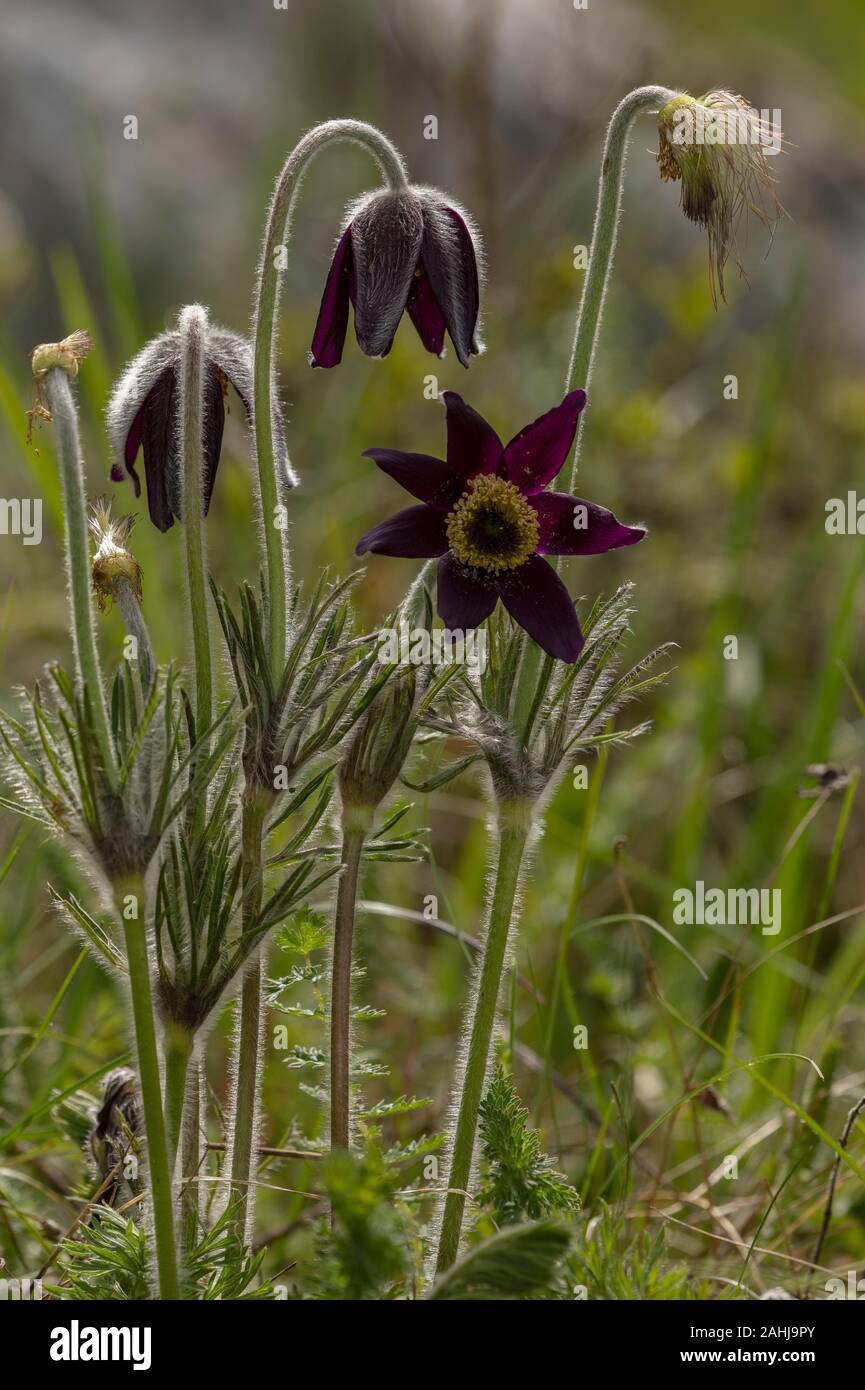 Mountain "Pasque Flower, Pulsatilla montana in fiore nei prati calcarei, Croazia. Foto Stock