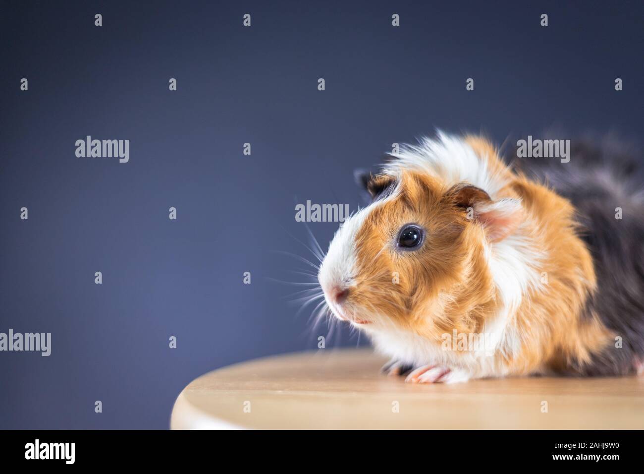 La cavia con 3 colori mix - seduto su una sedia in studio con soft spazio nero Foto Stock