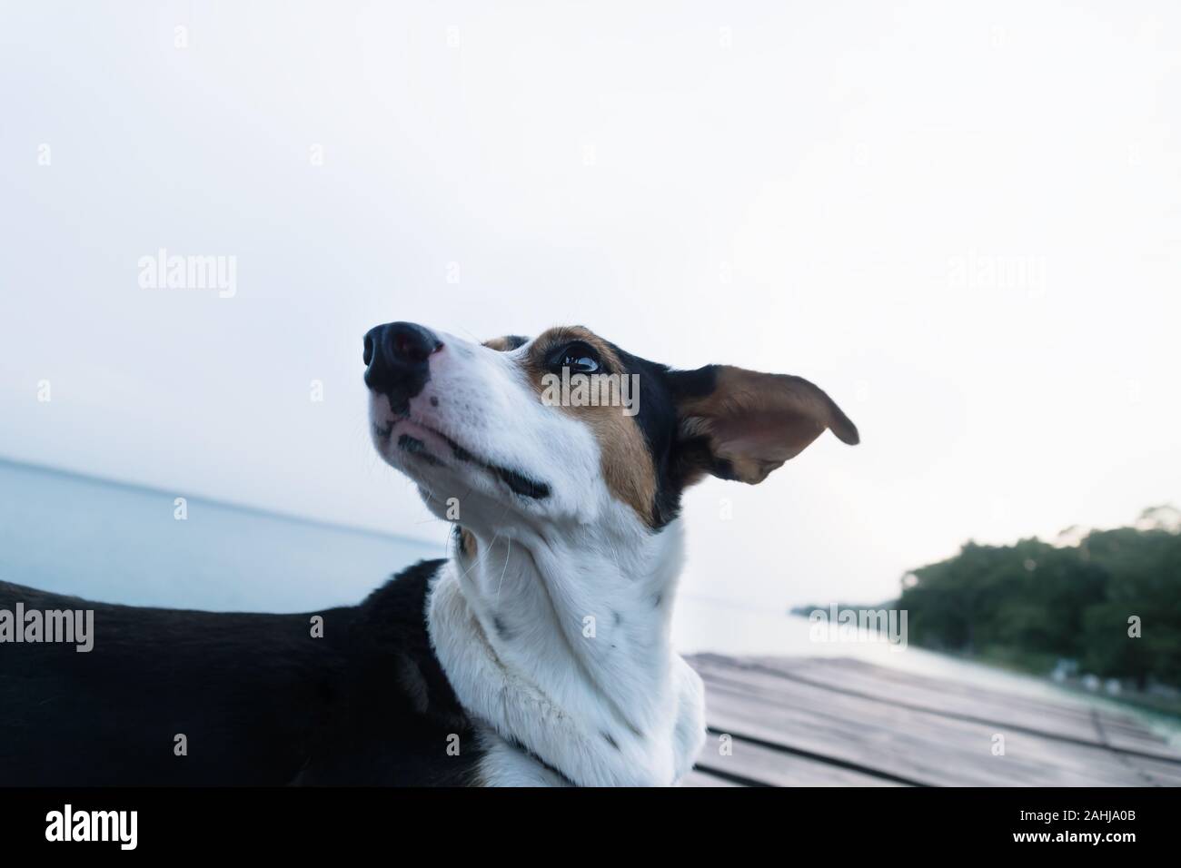 Cane con bianco, arancione e macchie nere in posa come un modello a un lago pier Foto Stock