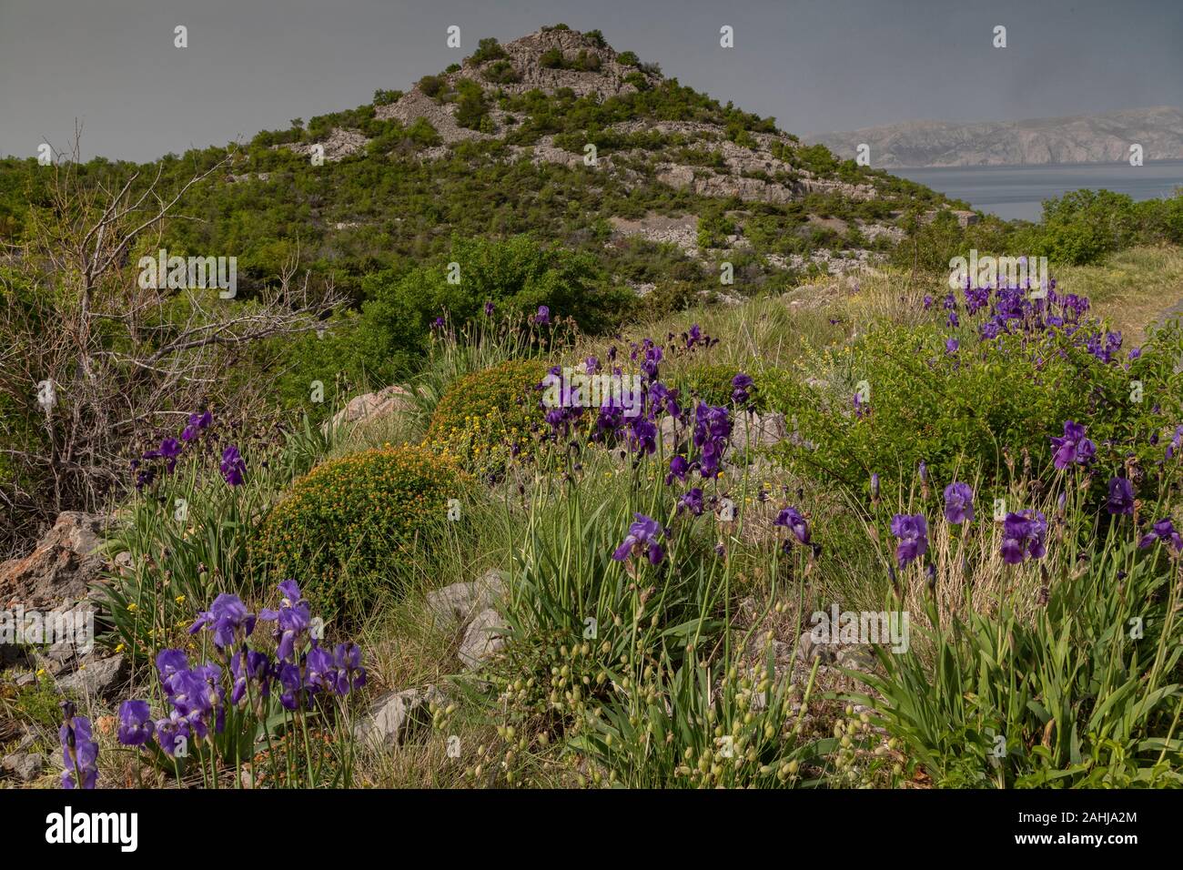 Iris illiriche o dalmata, Iris Iris pallida ssp. illyrica, crescendo in garrigue vicino a Senj, Dalmazia, Croazia. Foto Stock