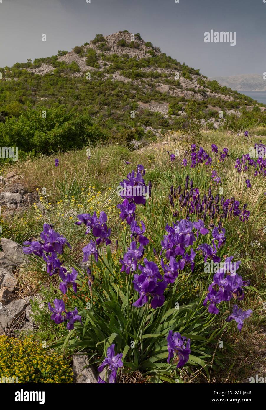 Iris illiriche o dalmata, Iris Iris pallida ssp. illyrica, crescendo in garrigue vicino a Senj, Dalmazia, Croazia. Foto Stock