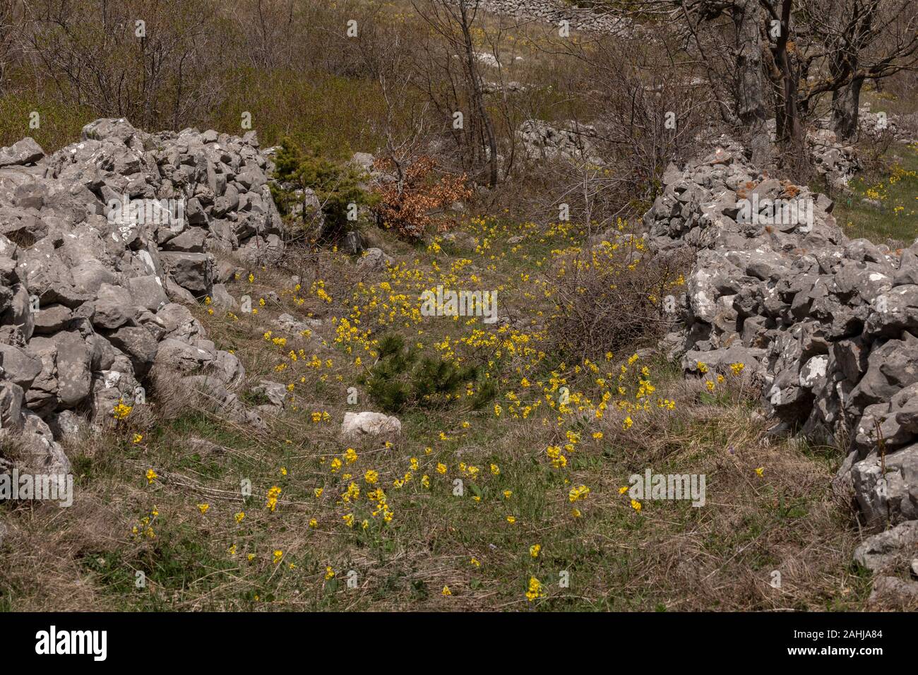 Vecchio droveway in disuso, tra pareti di calcare, con Cowslips; le montagne di Velebit, Croazia. Foto Stock