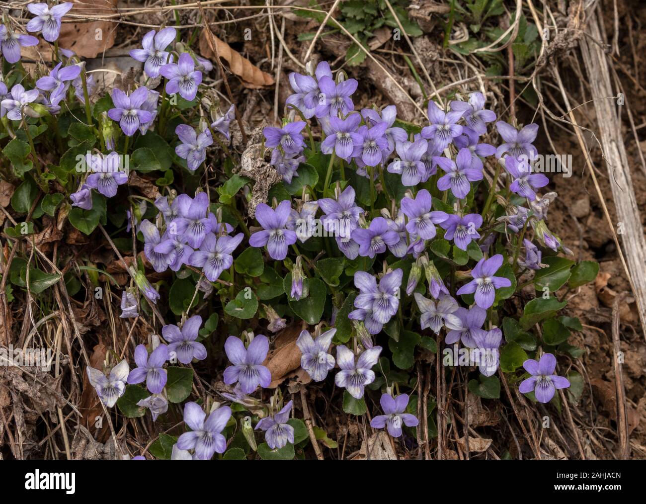 Massa del cane comune-viola, viola riviniana, nel bosco. Foto Stock