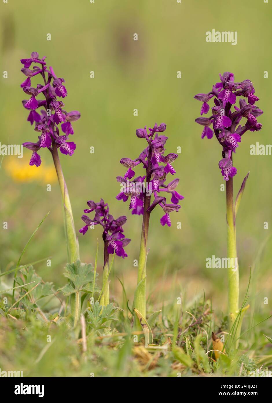 Verde-winged orchid, Anacamptis morio in fiore in primavera, unimproved prato. Foto Stock