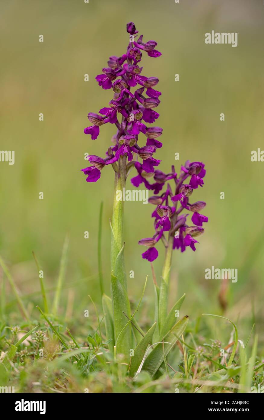 Verde-winged orchid, Anacamptis morio in fiore in primavera, unimproved prato. Foto Stock