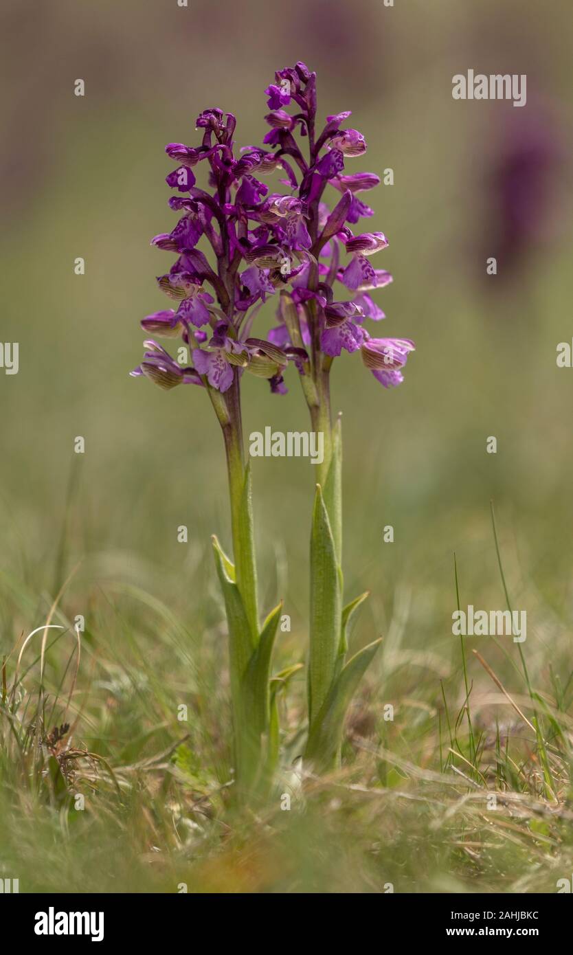 Verde-winged orchid, Anacamptis morio in fiore in primavera, unimproved prato. Foto Stock