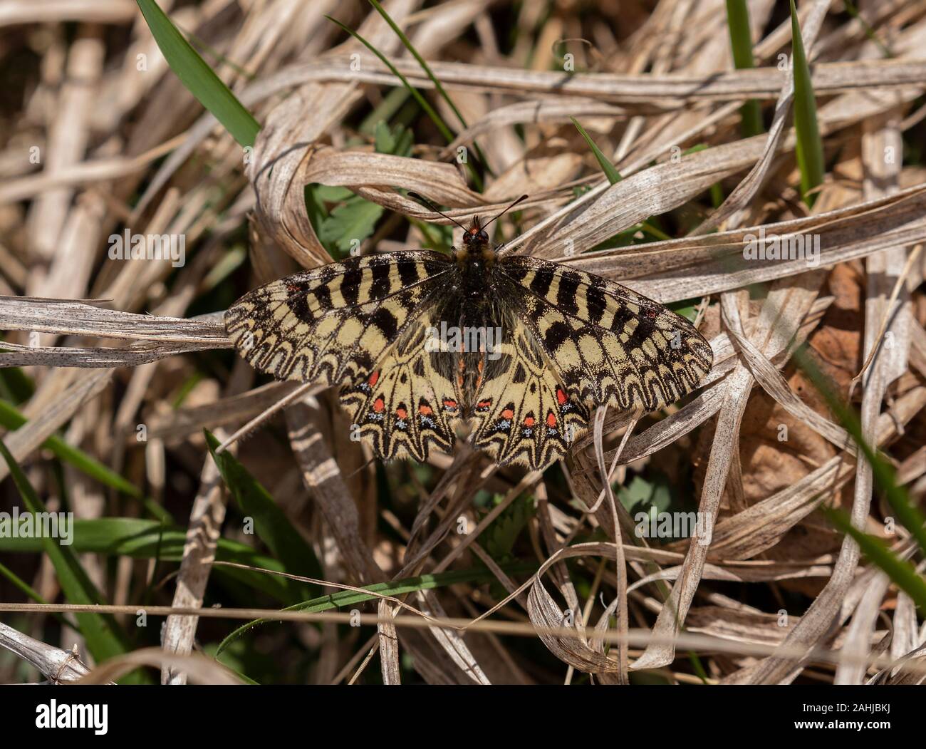 Festone meridionale, Zerynthia polissena, adulto si stabilirono sull'erba, in primavera. Le montagne di Velebit, Croazia. Foto Stock