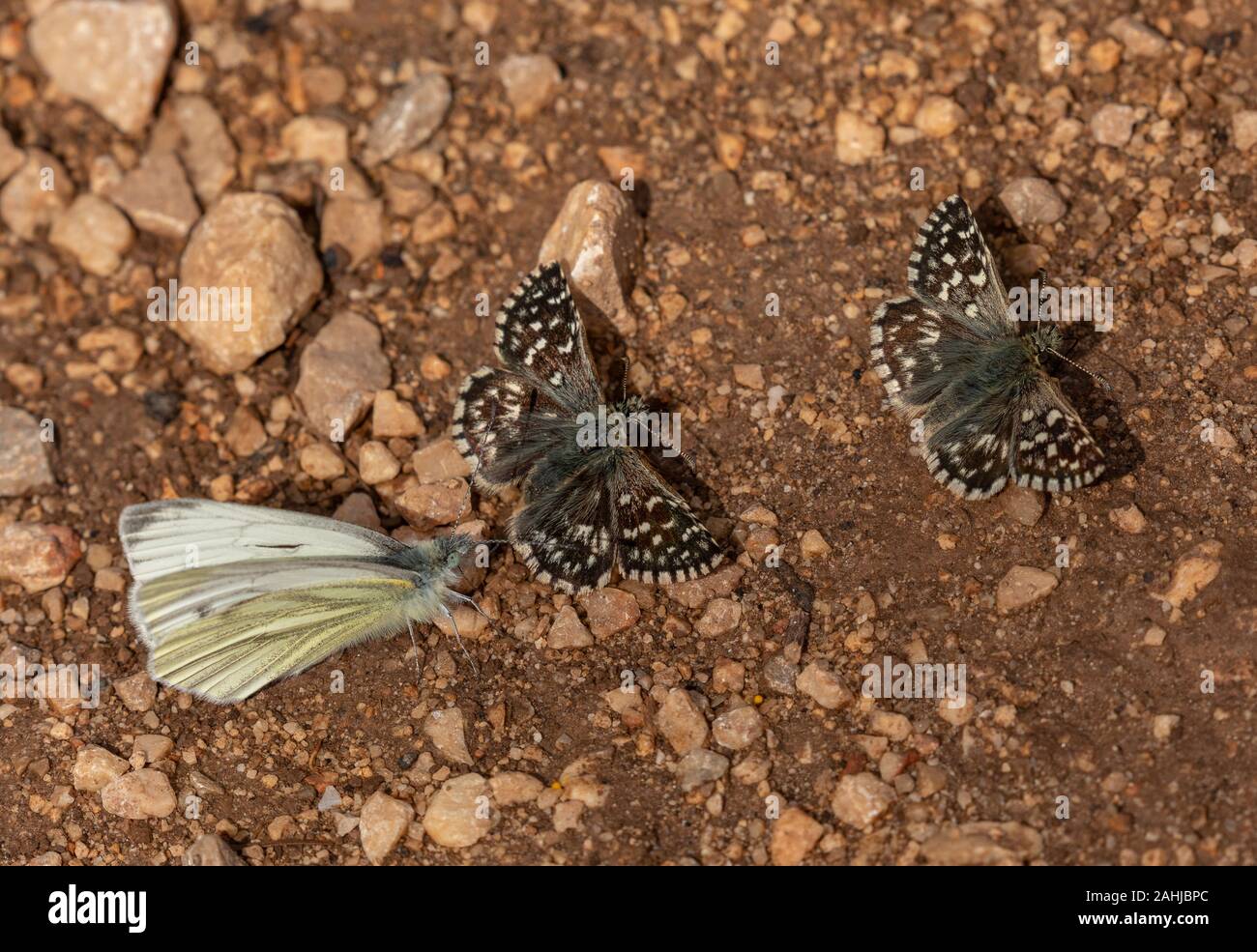 Farfalle fango-copertura; verde-bianco venato e due brizzolato Skippers. La Croazia. Foto Stock