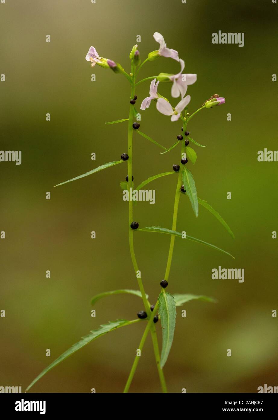 Coralroot Bittercress, Cardamine bulbifera, in fiore e con bulbilli nei nodi. Bosco di Faggio. Regno Unito rarità. Foto Stock