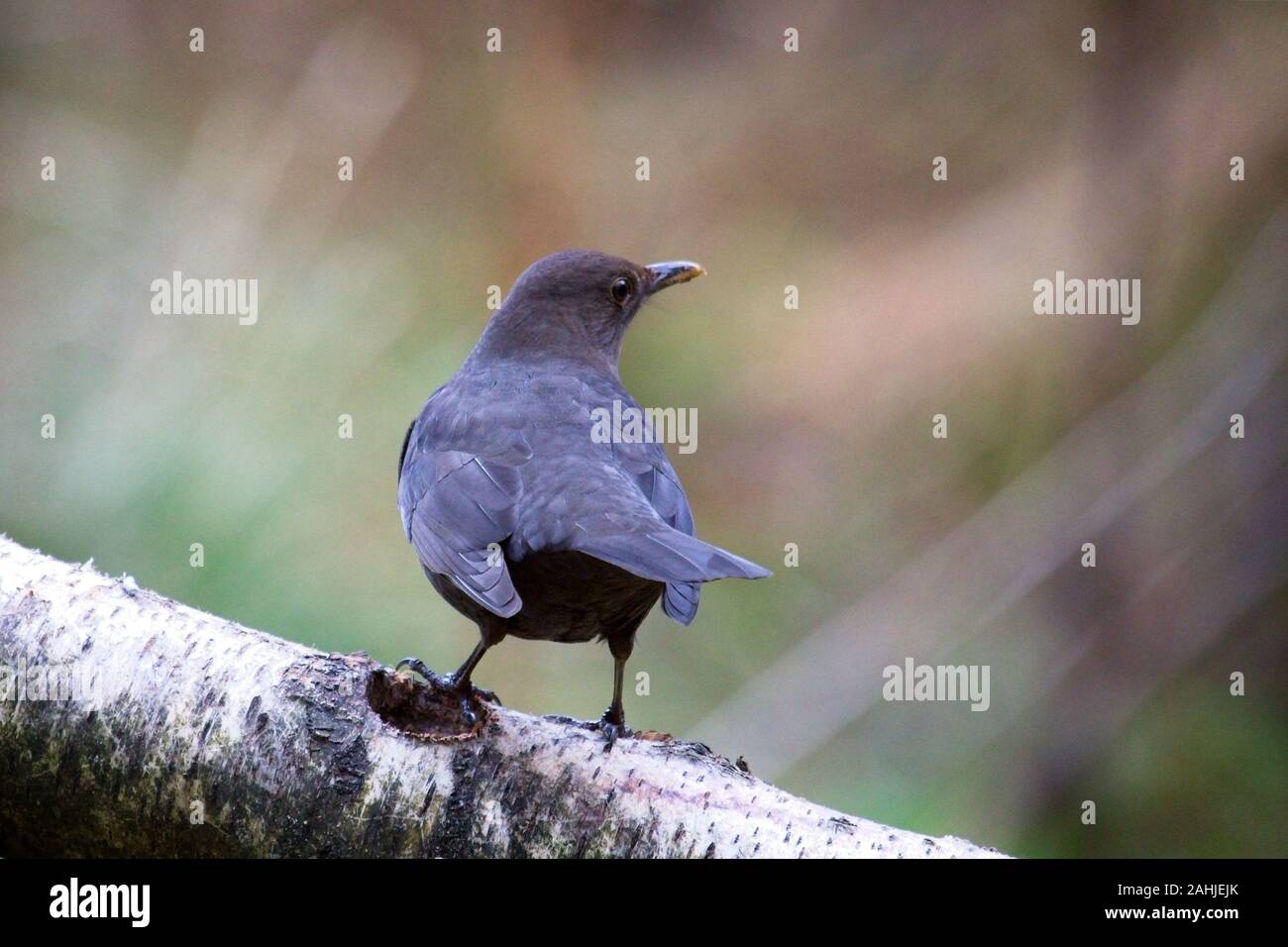 Un unico Blackbird (Turdus merula) appollaiato su un ramo di albero in bosco esterno rivolto lontano con la testa ruotata per mostrare becco e occhio insieme contro un blurre Foto Stock