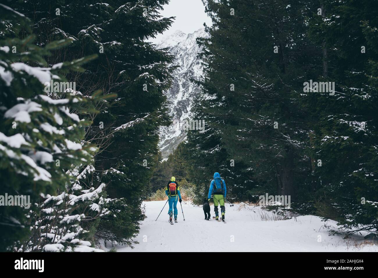 Paio di sci cross country con un cane attraverso la foresta di pini in Alti Tatra in inverno nevoso, Slovacchia Foto Stock