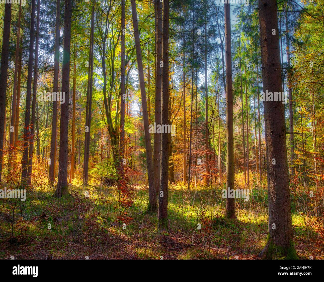 DE - Baviera: Autunno boschi nei pressi di Bad Toelz Foto Stock