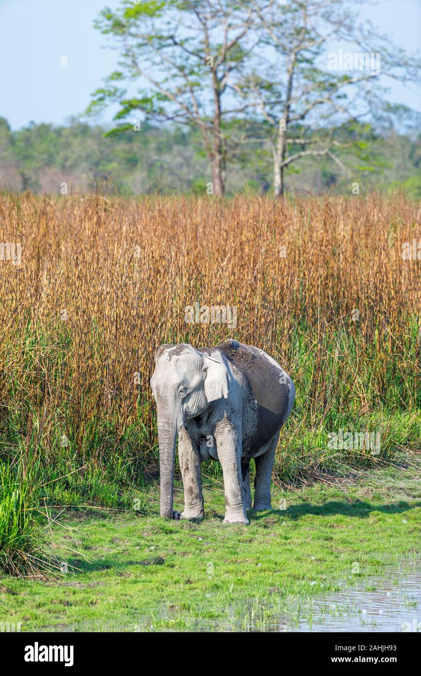 Femmine gravide di elefante indiano (Elephas maximus indicus) in piedi da erba lunga sul bordo dell'acqua, il Parco Nazionale di Kaziranga, Assam, Nordest dell India Foto Stock