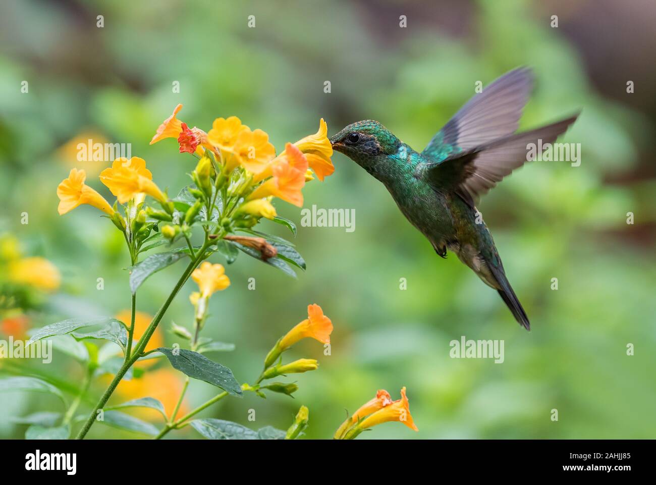 Verde viola-orecchio - Colibri thalassinus, bel verde hummingbird dall America Centrale foreste, Mindo, Ecuador. Foto Stock