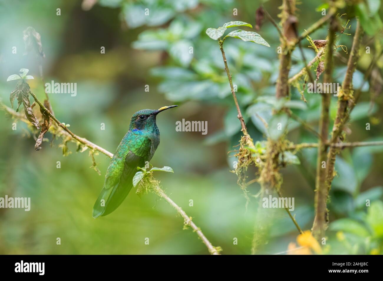 Verde viola-orecchio - Colibri thalassinus, bel verde hummingbird dall America Centrale foreste, Mindo, Ecuador. Foto Stock