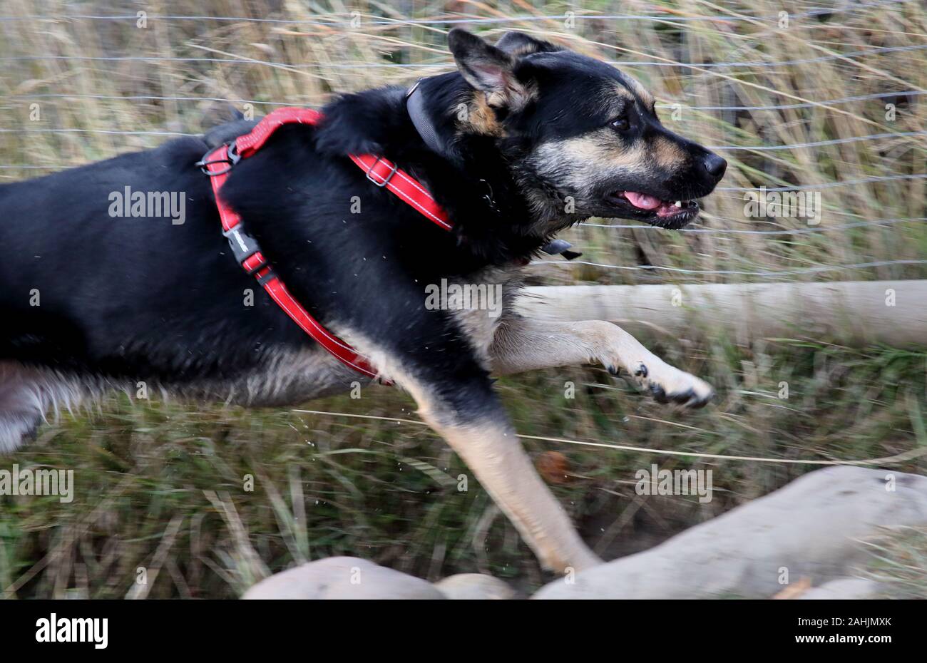 Giovane cane che indossa un cablaggio rosso acceso con erbe e recinto di filo come sfondo Foto Stock