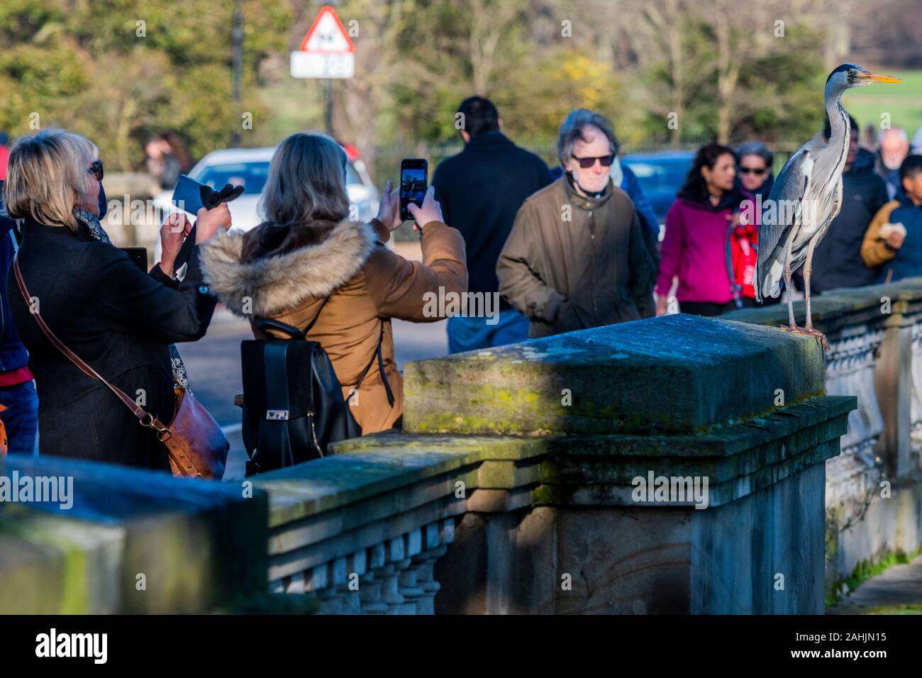 Serpentina, Hyde Park, London, Regno Unito. 30 dic 2019. Un Airone cenerino guardato da turisti si erge sentinal sul ponte al di sopra della serpentina in Hyde Park, Londra Credito: Guy Bell/Alamy Live News Foto Stock