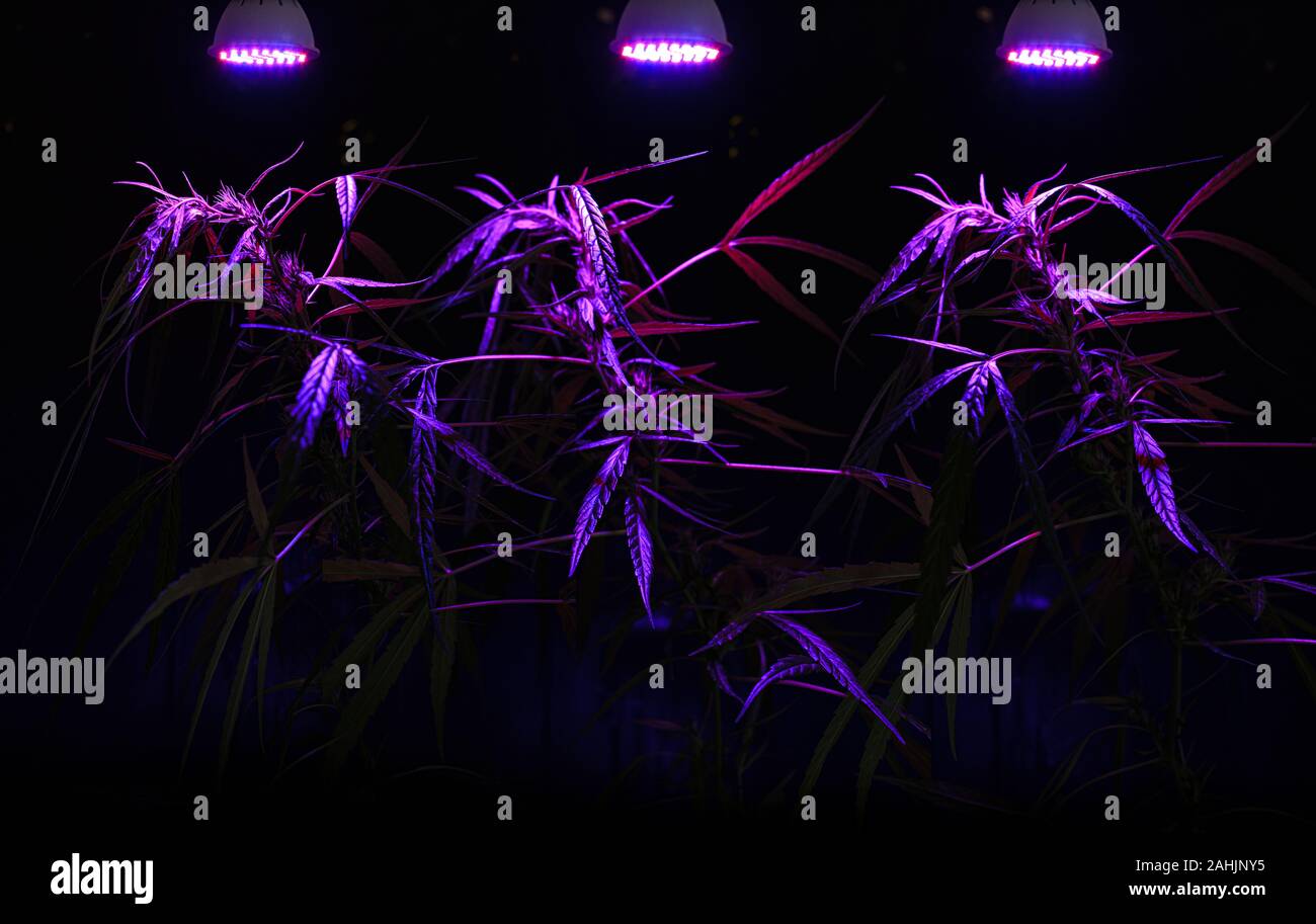 Alberello pianta di cannabis cresce in pentola con LED luce crescono Foto Stock