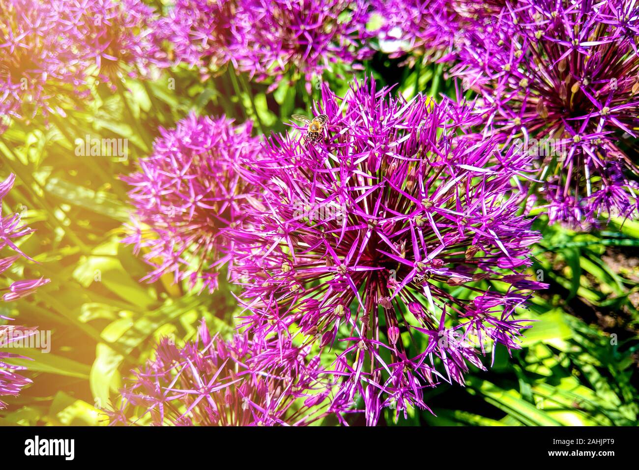 Allium Giganteum fioritura. Palline di fioritura Allium fiori. Bella immagine con Alliums per il tema di giardinaggio Foto Stock