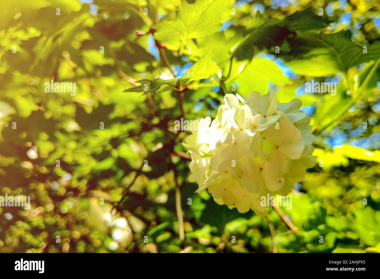 Viburnum opulus Compactum bush con fiori di colore bianco il fuoco selettivo sui fiori Foto Stock