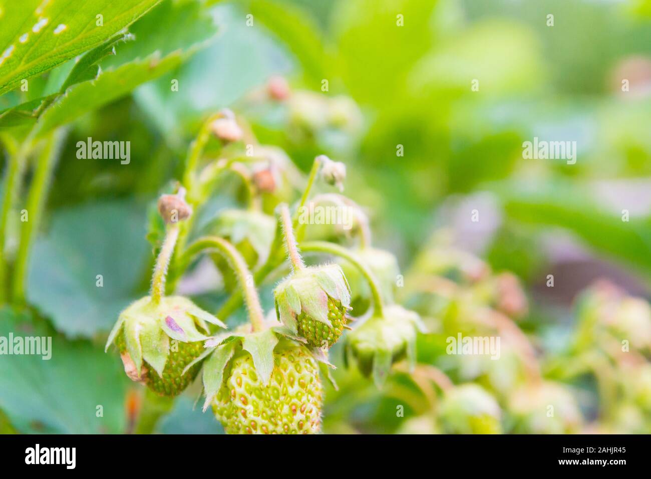 Fragole verde iniziano a maturare a inizio estate nel giardino posti letto Foto Stock