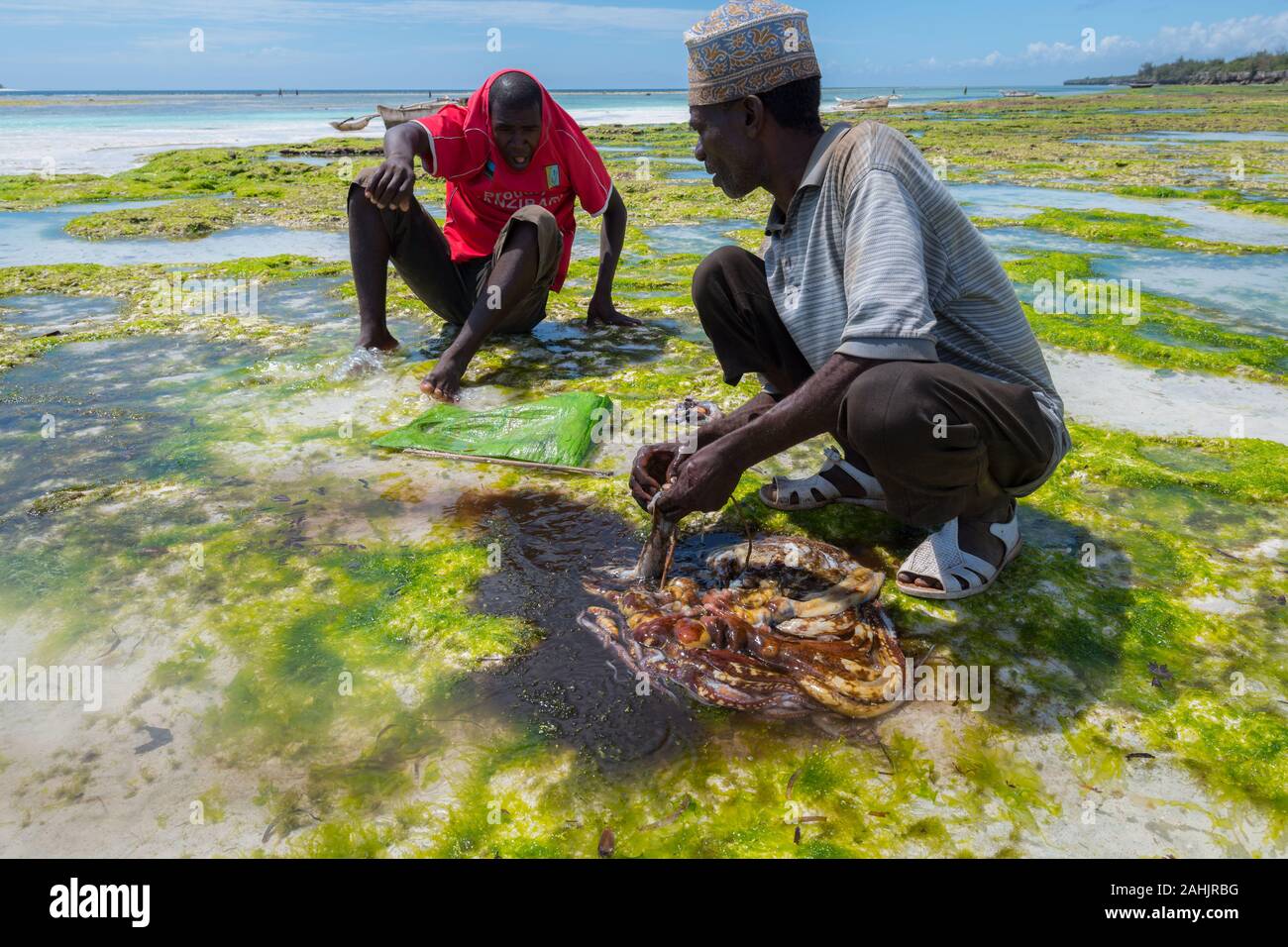 Zanzibar, Tanzania - Settembre 2019: Polpo pescatori sulla costa est di Zanzibar Foto Stock