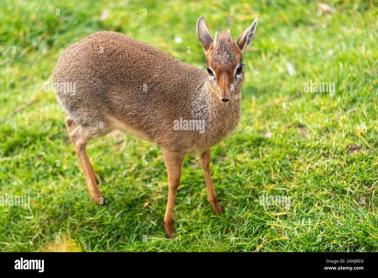 Dik Dik at Colchester Zoo, Essex, Regno Unito. Kirk's Dik-Dik, Madoqua Kirkii antilope. Uno dei membri più piccoli della famiglia delle antilopi Foto Stock
