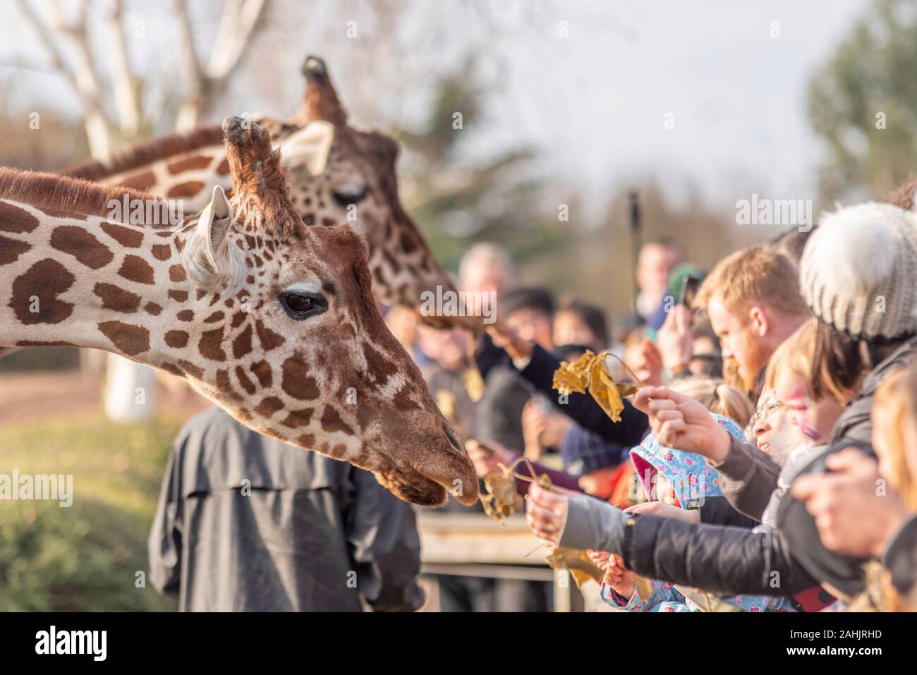 Alimentazione della Giraffa presso lo Zoo di Colchester, Essex, Regno Unito. Giraffa reticolata, Giraffa camelopardalis reticulata. Attrazione del pubblico ai visitatori l'alimentazione degli animali Foto Stock