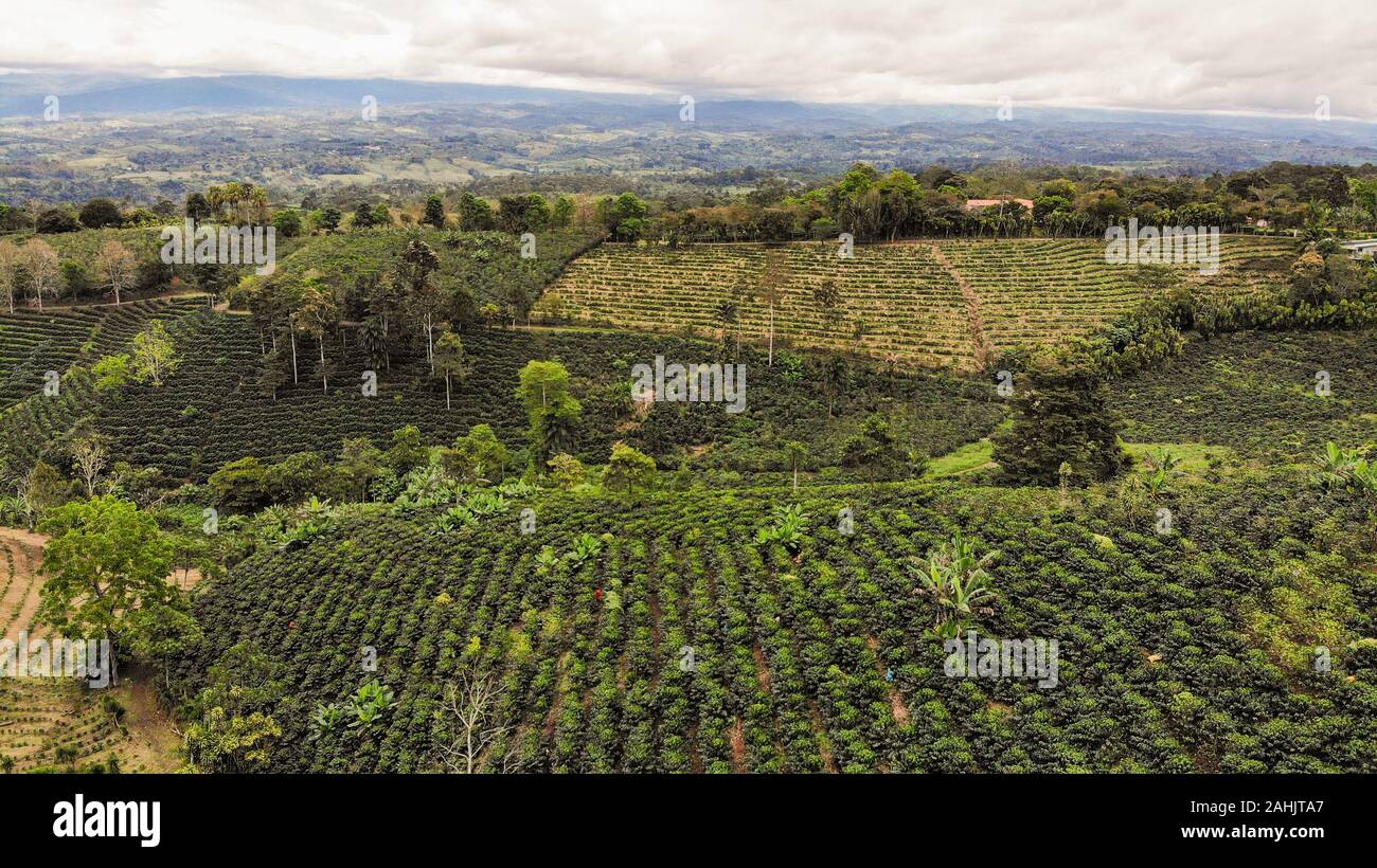 Vista aerea della piantagione di caffè a San Vito, Costa Rica Foto Stock