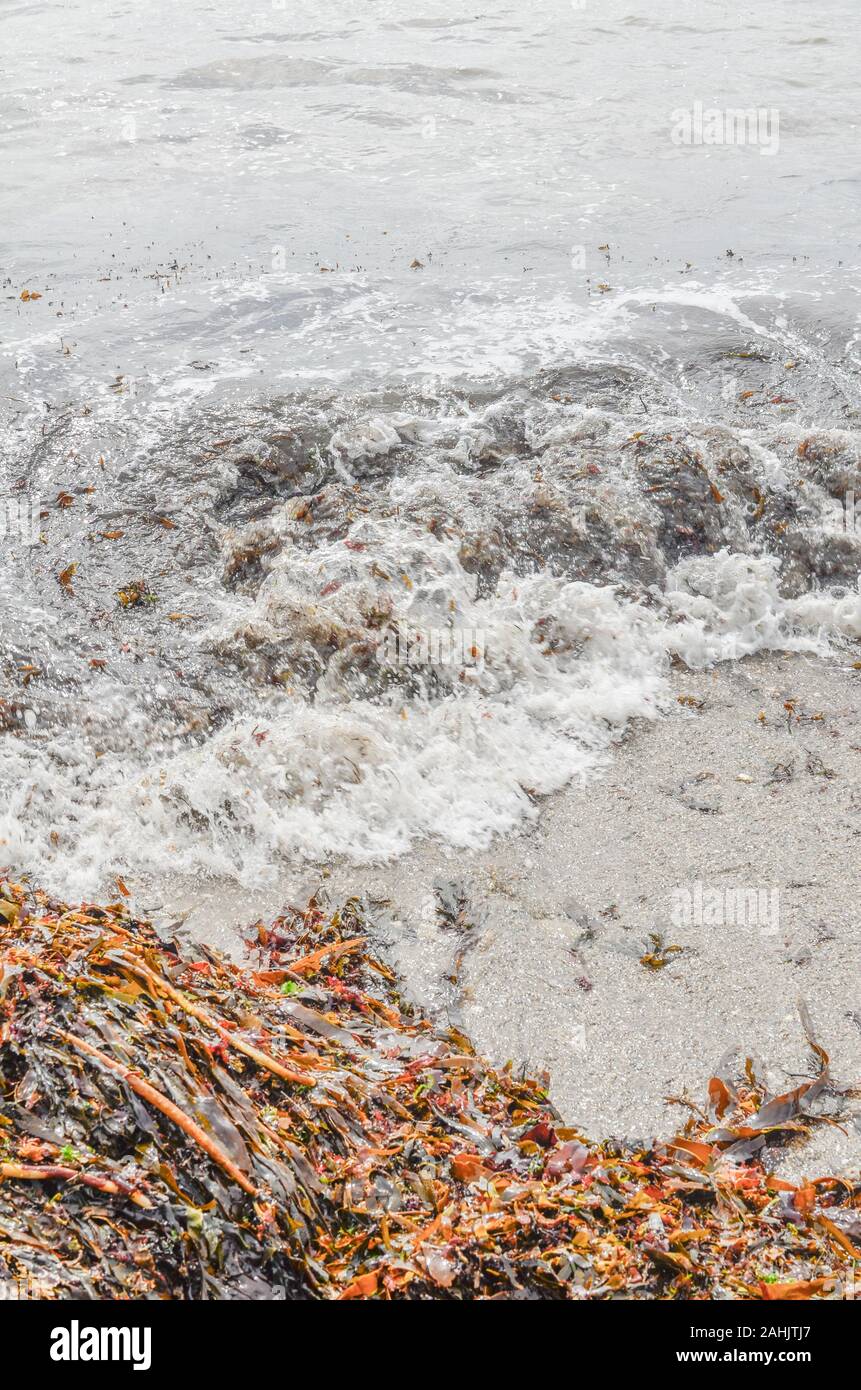 Tipo di Kelp alghe brune essendo lavato a terra sul surf della marea. Alga marina, sulla marea, schiumatura white surf. Foto Stock