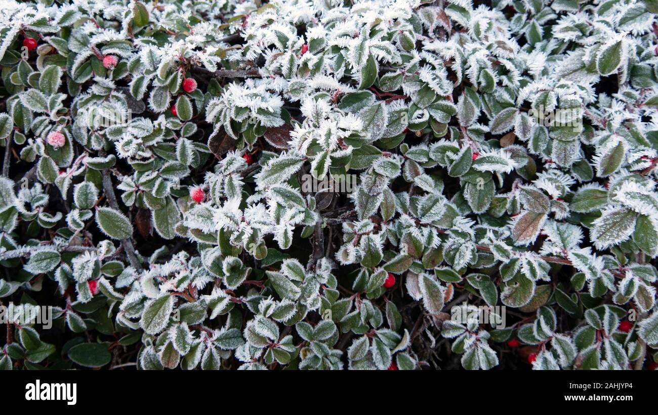 Rami verdi in abito bianco Foto Stock