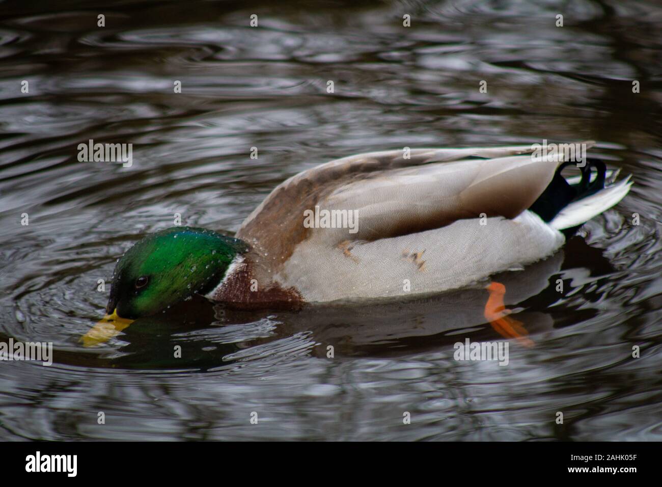 Anatre in acqua Foto Stock