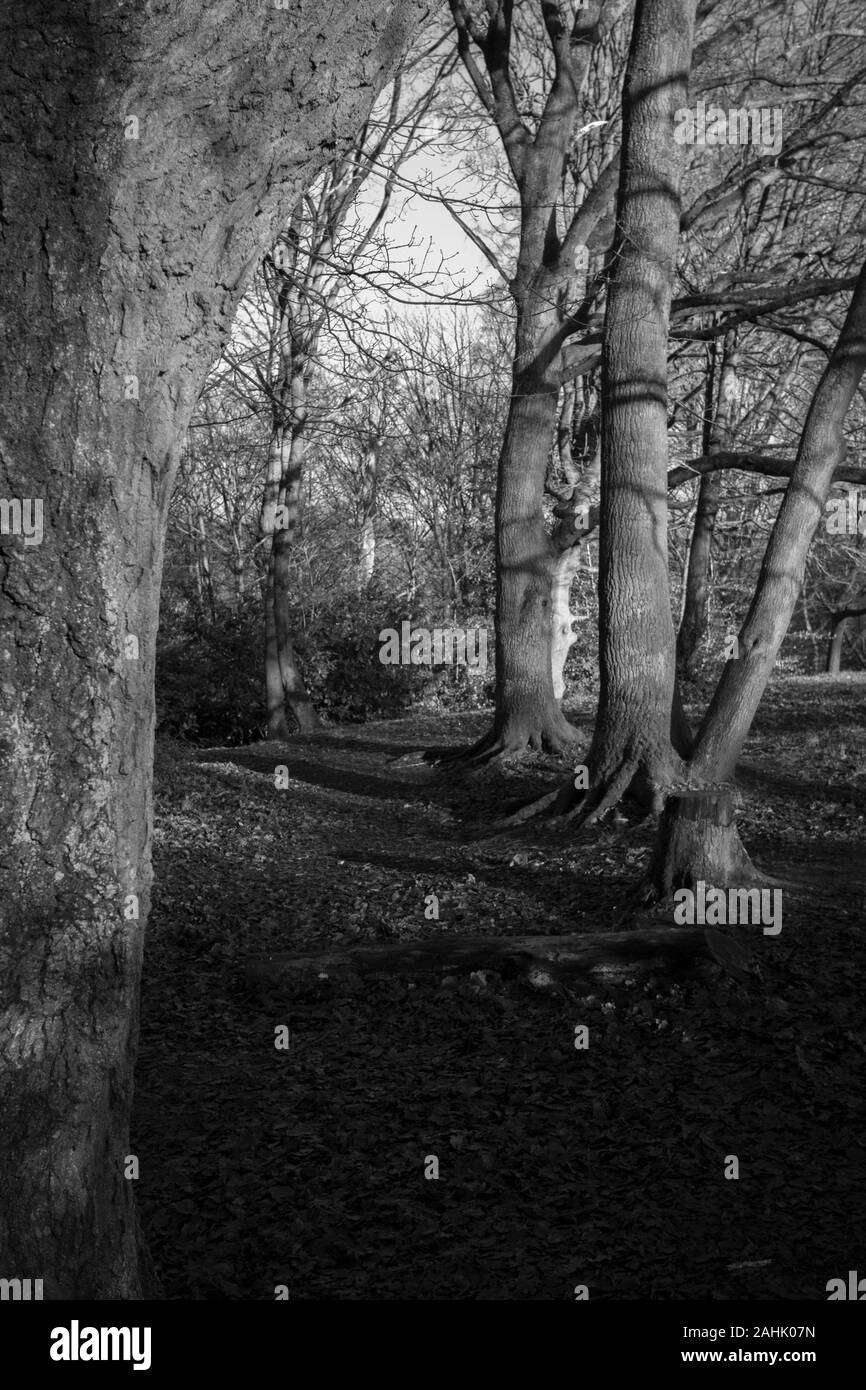Alberi del parco Foto Stock