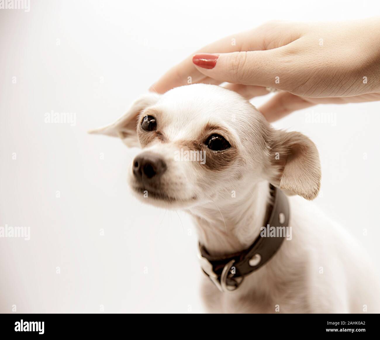 Una femmina di mano corse delicatamente la testa di un piccolo cane bianco Foto Stock