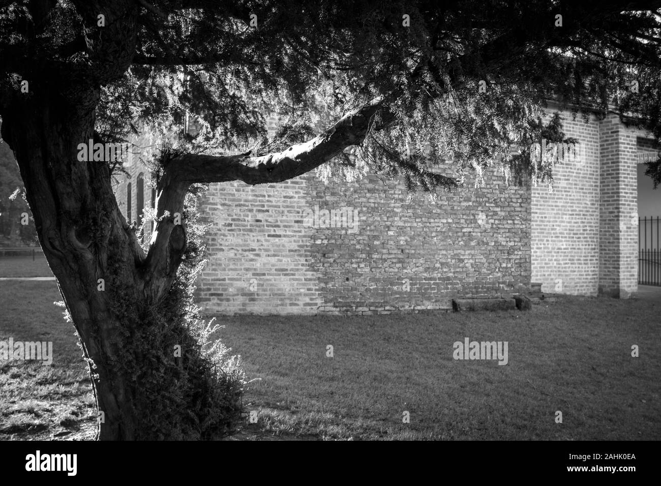 Alberi del parco Foto Stock