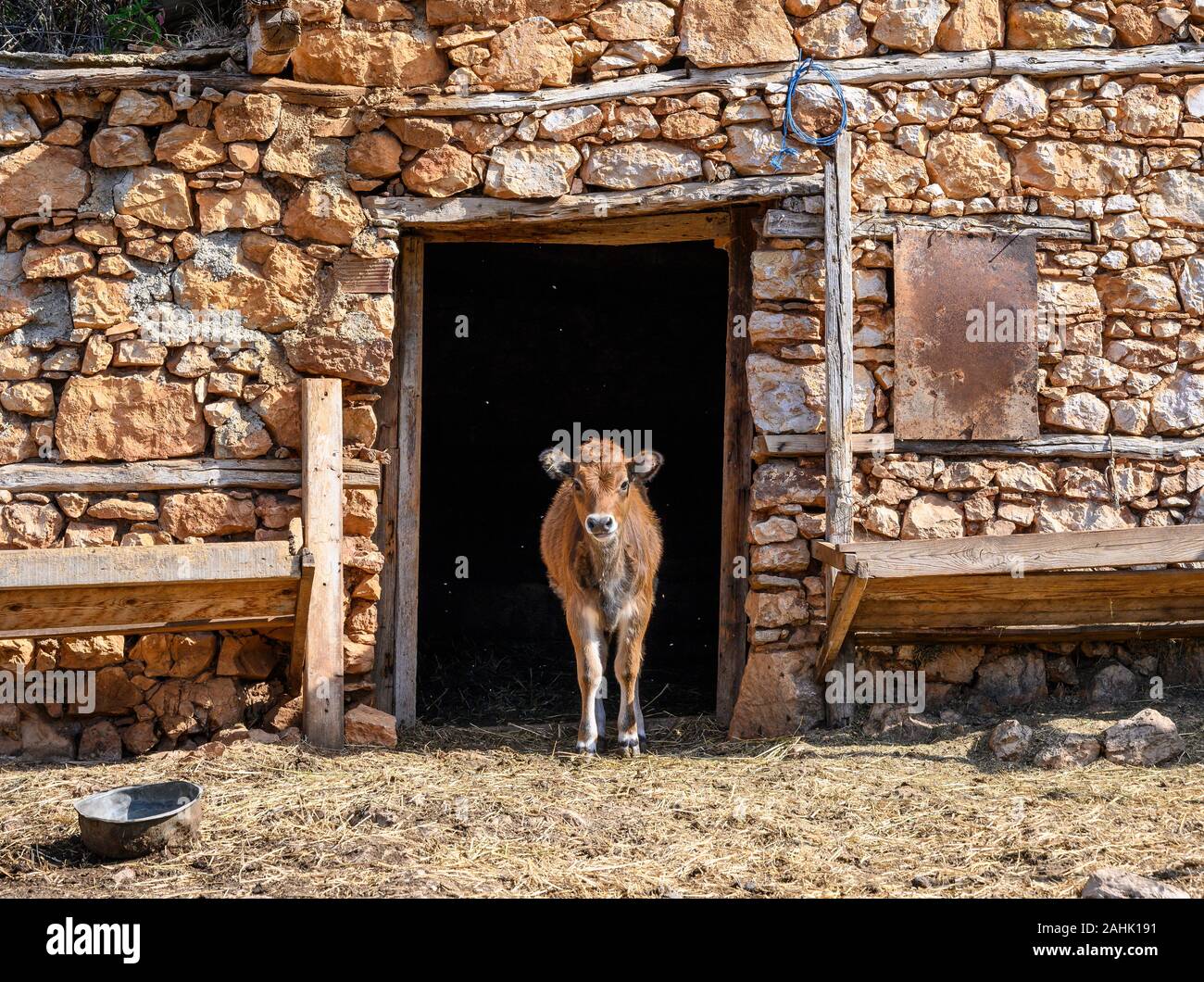 Un vitello guarda dalla porta della sua stabile nel piccolo villaggio di pescatori di Psarades sul lago Prespa in Macedonia, Grecia settentrionale. Foto Stock