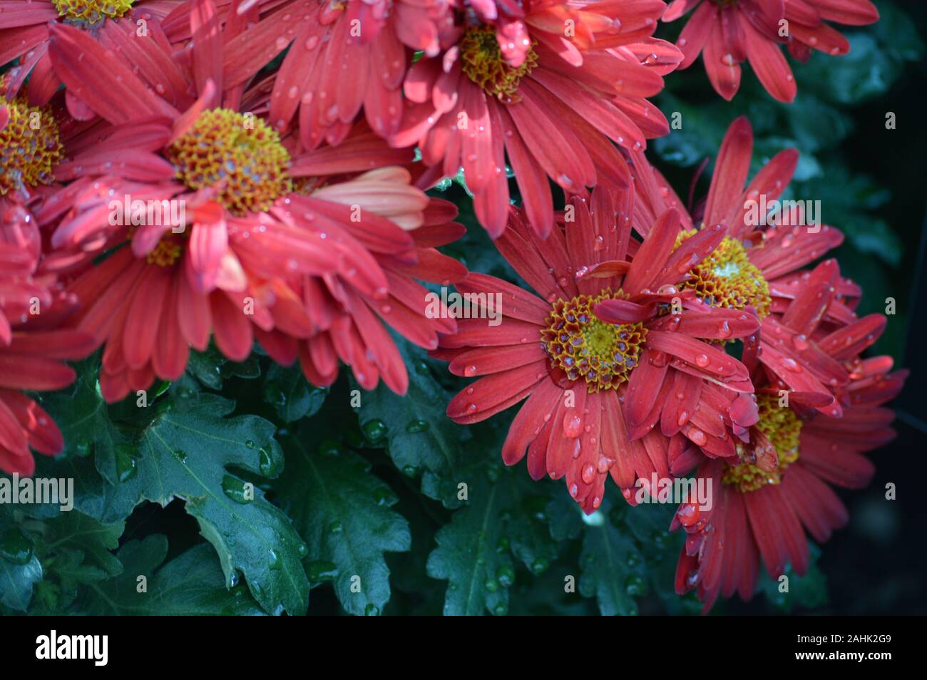 Fiori di crisantemo nel giardino Foto Stock