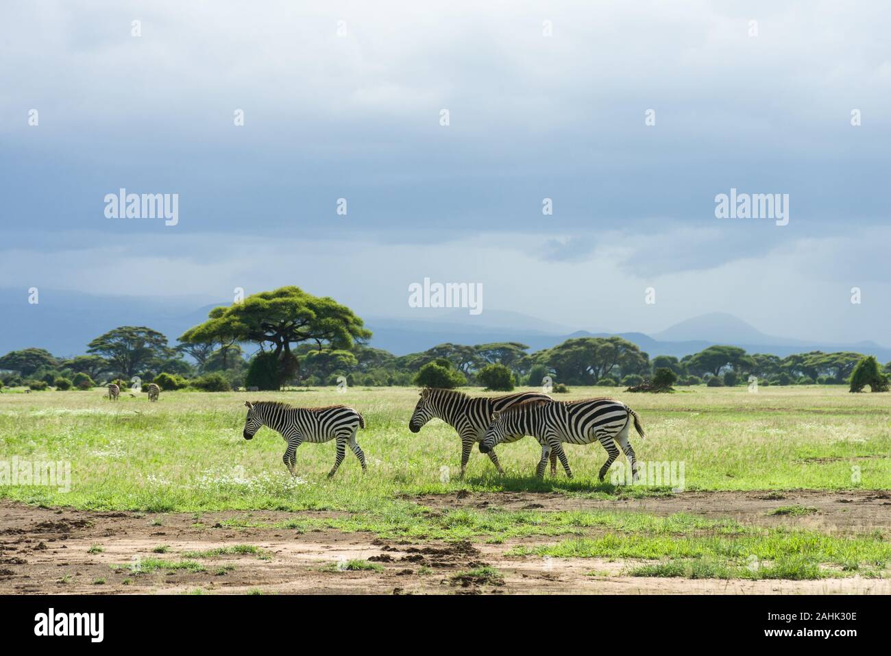 Le pianure o comuni o zebra (Equus quagga) su un terreno erboso aperto, Amboseli National Park Foto Stock
