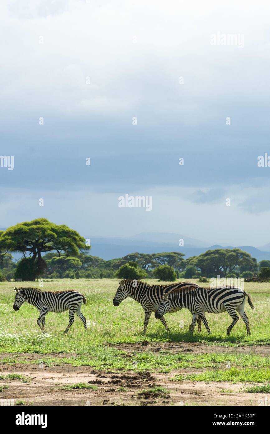 Le pianure o comuni o zebra (Equus quagga) su un terreno erboso aperto, Amboseli National Park Foto Stock