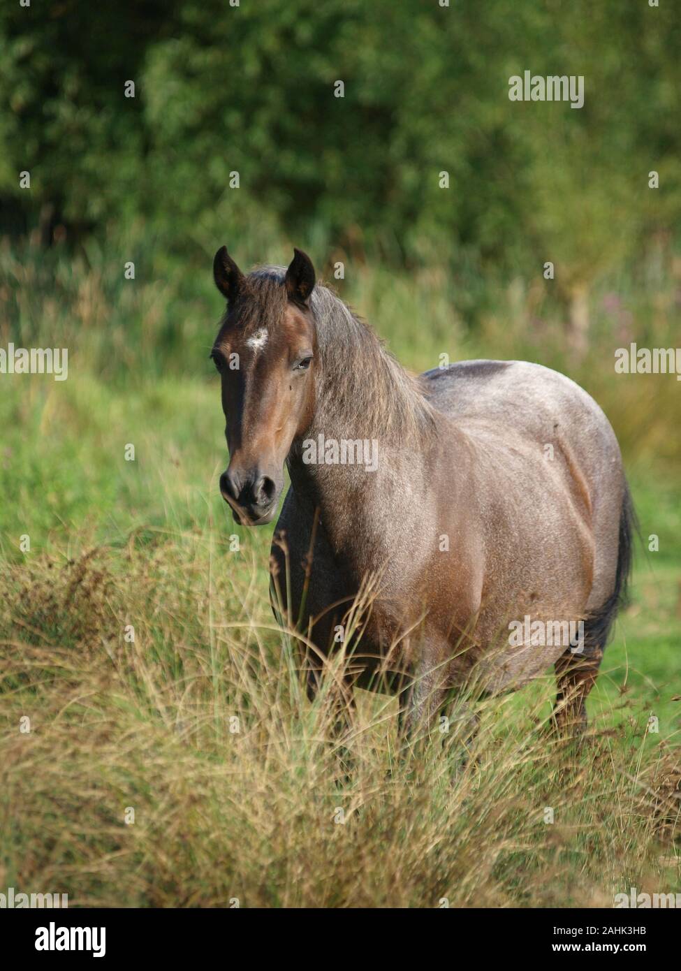 Un vecchio pony sta solo in estate il paddock. Foto Stock