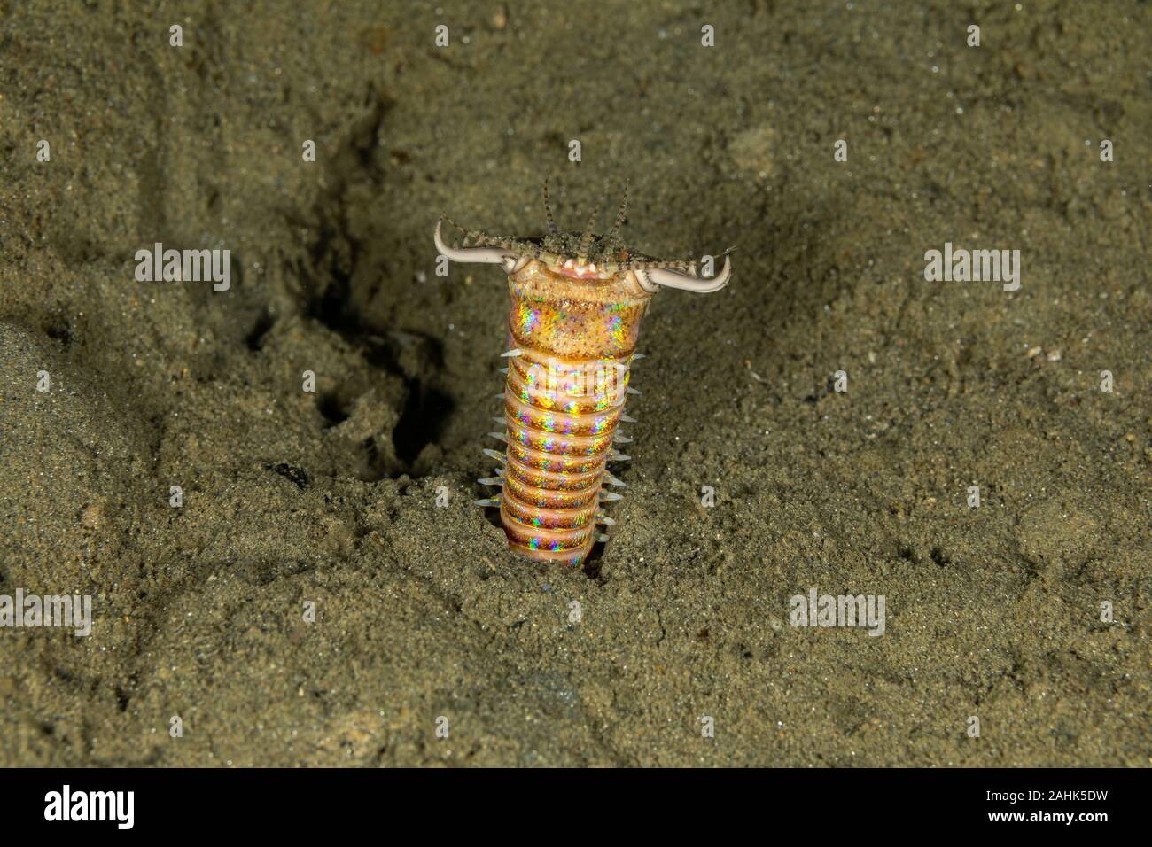 Bobbit(t) del worm o del riscontro di sabbia) è un predatore acquatico polychaete worm abitazione a fondo dell'oceano, Eunice aphroditois Foto Stock